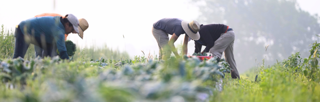 FLC-Header-v2 Group of farm laborers picking crops with plants in foreground
