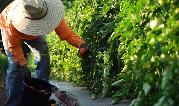 FLC-WC Farm worker picking a ripe tomato from the vine