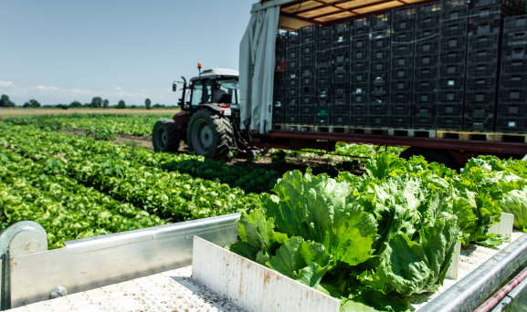 Product-Recall-Contamination-v2 (1) Lettuce being harvested and loaded onto a truck