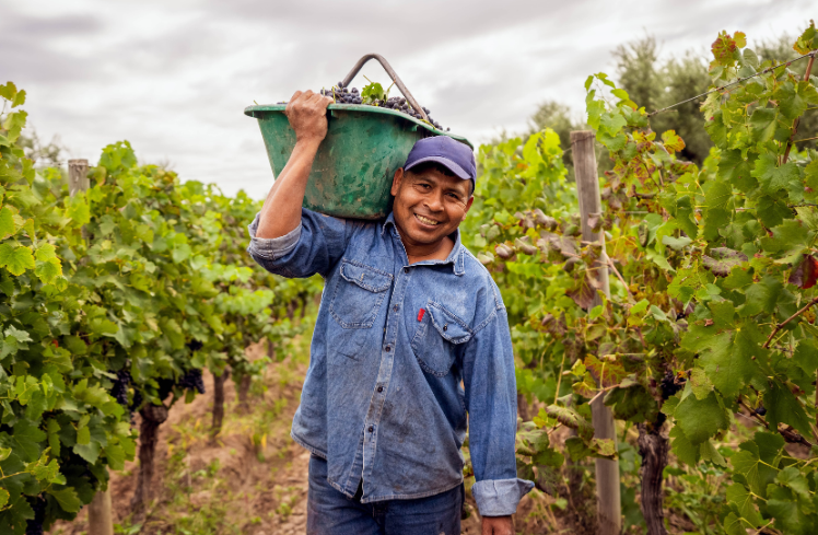 Protection-FLC Hispanic vineyard worker carrying basket of grapes and smiling