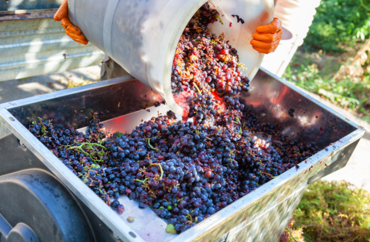 Protection-Wineries-Vineyards Close up of a bucket of grapes being dumped into a destemmer
