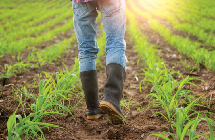 Wine-Ag-Comprehensive-Coverage-v3 Close up of boots walking through crop field