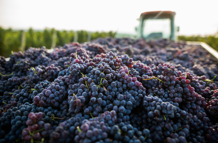 Wine-Ag-Customized-Services-v2 Up close view of piles of grapes with tractor in the background