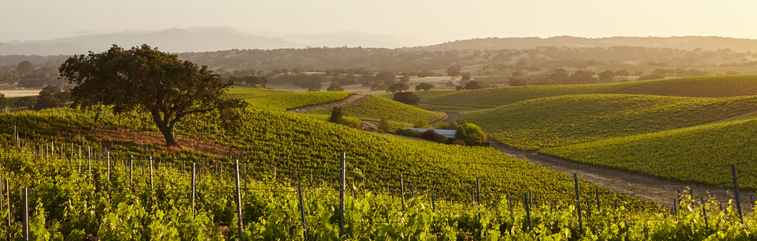 Wine-Ag-Header Wine vineyards at sunset in Central Coast California