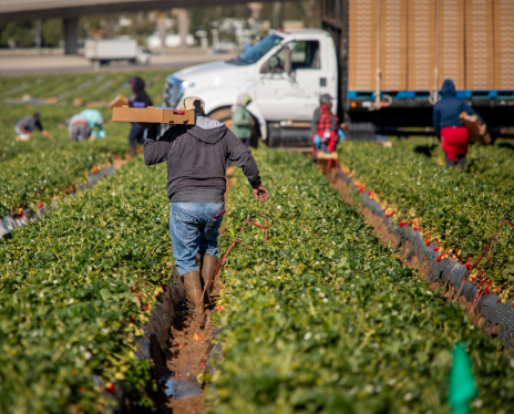 Field worker carrying box of strawberries through rows of strawberries