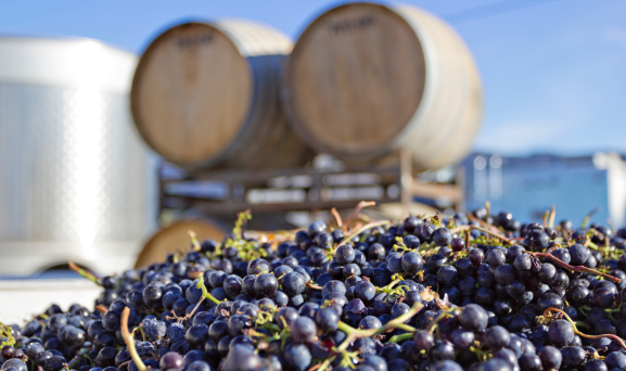 Wine-Inventory-Valuation-Worth Close up of pile of wine grapes with barrels stacked in the background