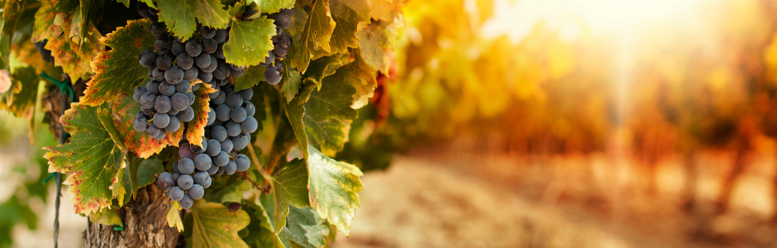 Winery-Vineyard-Header Grape bunches on the vine with a sunset in the background
